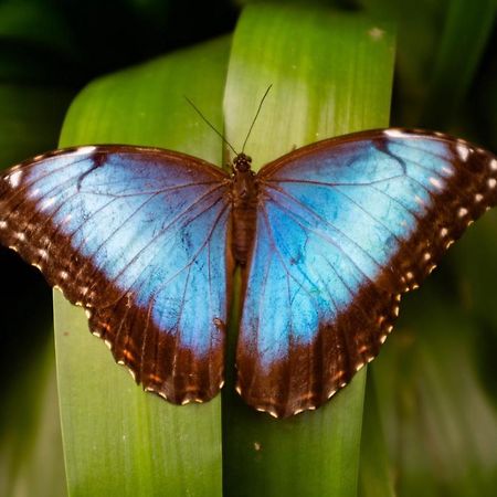 Veragua Rainforest Пуэрто-Лимон Экстерьер фото