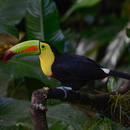 Veragua Rainforest Пуэрто-Лимон Экстерьер фото