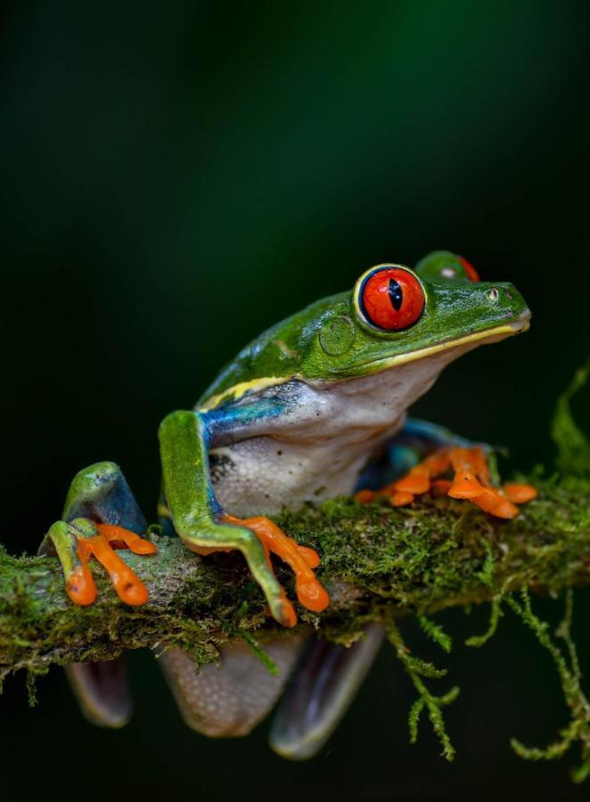 Veragua Rainforest Пуэрто-Лимон Экстерьер фото